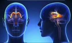 बागमती प्रदेशमा सबैभन्दा बढी ब्रेन ट्युमरका बिरामी, ३० देखि ५० वर्ष उमेर समूह उच्च जोखिममा