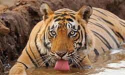मानव र वन्यजन्तुबीच बढ्दो द्वन्द्व अवस्था