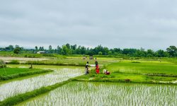 देशभर एक लाख ३७ हजार हेक्टर जमिन रोपाइँ