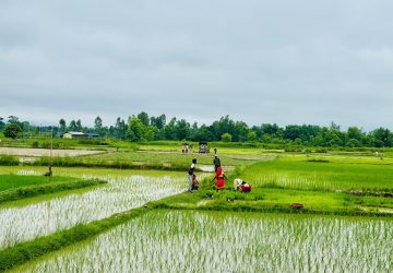 देशभर एक लाख ३७ हजार हेक्टर जमिन रोपाइँ