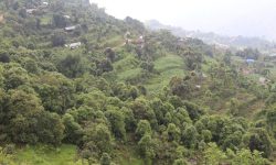 पाल्पाबाट ६ वर्षमा ६८ लाख केजी दालचिनी र तेजपात भारत निर्यात