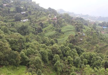 पाल्पाबाट ६ वर्षमा ६८ लाख केजी दालचिनी र तेजपात भारत निर्यात