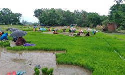 गण्डक नहरमा पानी आएपछि पश्चिम नवलपरासीमा धान रोपाइँ सुरु