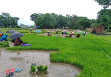 गण्डक नहरमा पानी आएपछि पश्चिम नवलपरासीमा धान रोपाइँ सुरु