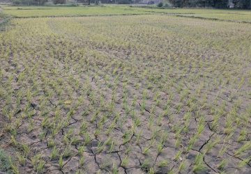 बर्दघाट क्षेत्रमा वर्षा नहुँदा अत्यधिक गर्मीसहित पानीको हाहाकार