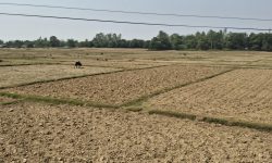 असार मध्यसम्म बाँकेमा आधा प्रतिशत मात्रै रोपाइँ, खेतका फाँट अझै धुलाम्मे