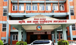 अब बाली लगाउनुअघि नै न्यूनतम समर्थन मूल्य तोकिने