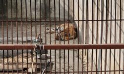 समस्याग्रस्त बाघ व्यवस्थापन गर्न ‘टाइगर सेन्चुरी’ योजना