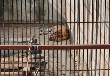 समस्याग्रस्त बाघ व्यवस्थापन गर्न ‘टाइगर सेन्चुरी’ योजना